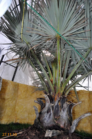 Winterschutz Brahea